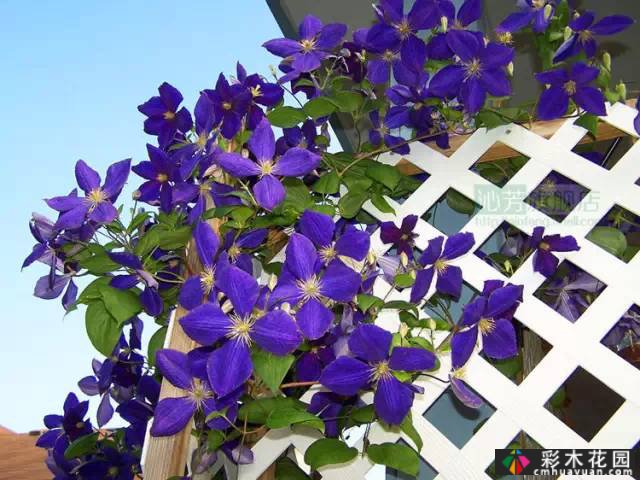 一花一树|莲花皇后铁线莲