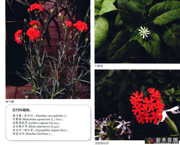 PDF(共591页),高清版,植物书
