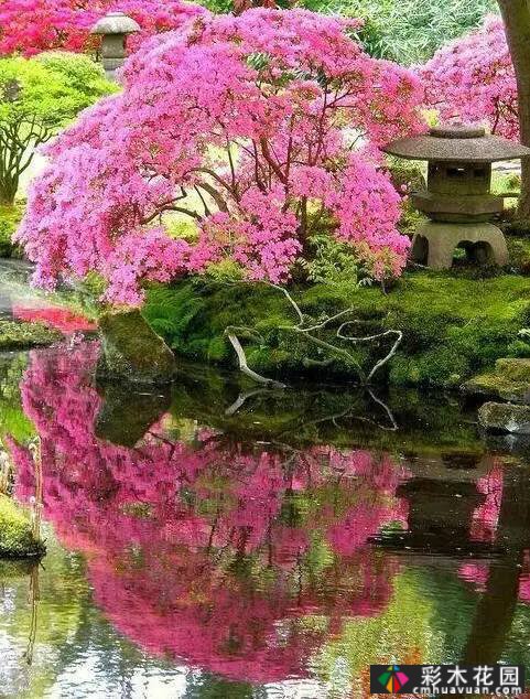 庭院比花园更漂亮