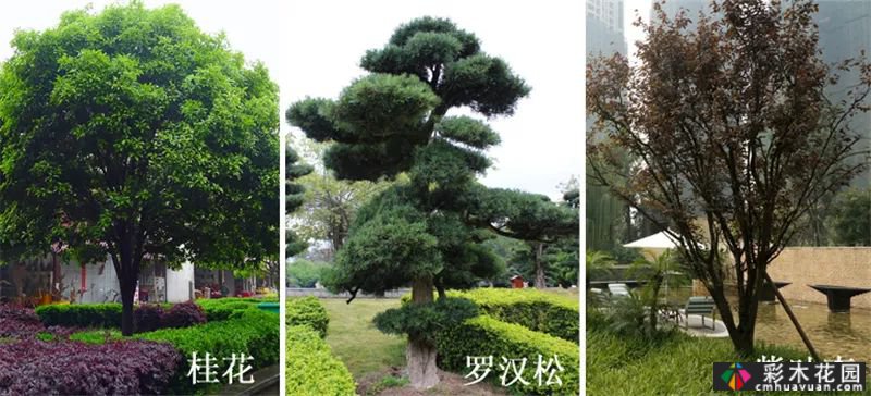 植物景观和实用景观设计掀起一股浪潮