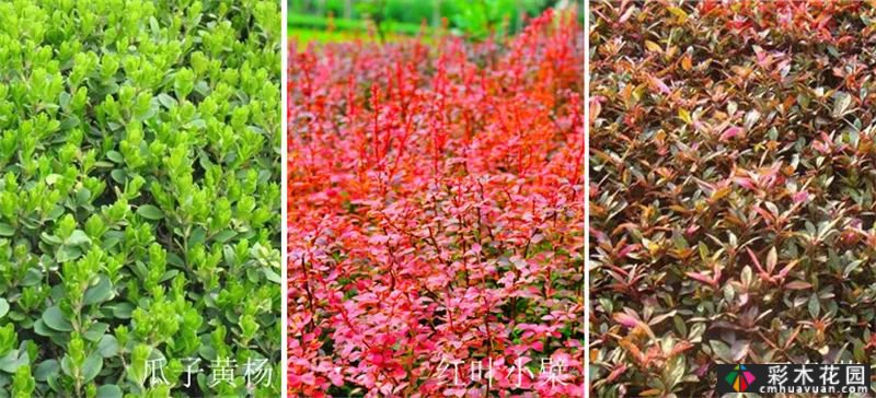 植物景观和实用景观设计掀起一股浪潮