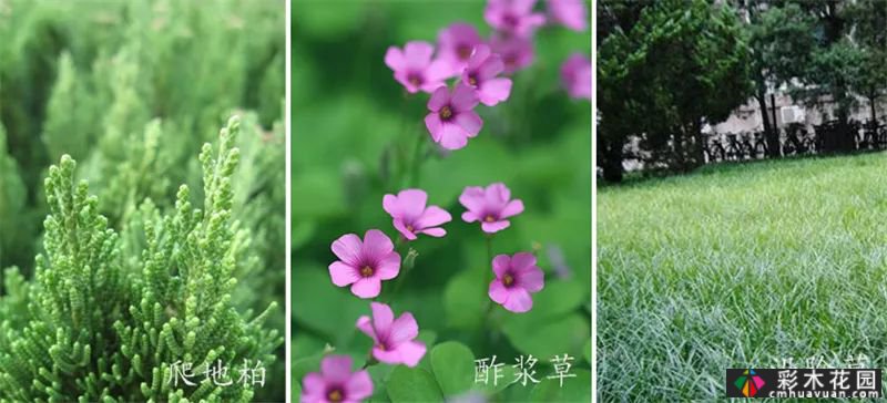 植物景观和实用景观设计掀起一股浪潮