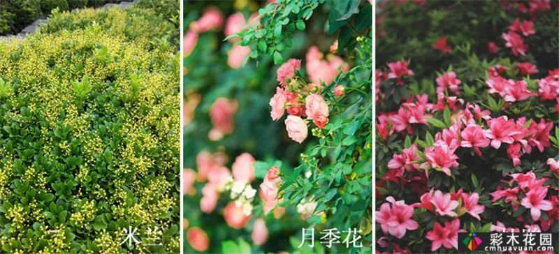 植物景观和实用景观设计掀起一股浪潮