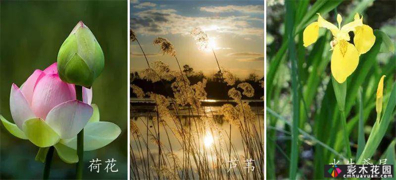 植物景观和实用景观设计掀起一股浪潮