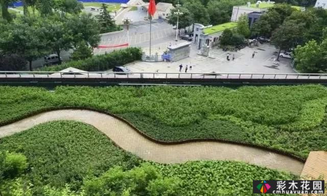 庭院屋顶绿化花园 设计“向上”