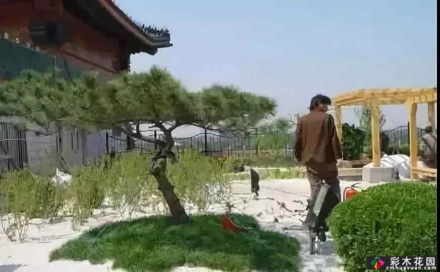 庭院屋顶绿化花园 设计“向上”