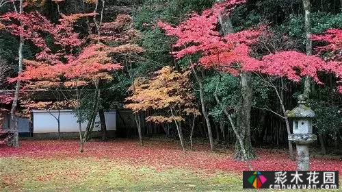 “干山干水”——日本园艺的极致