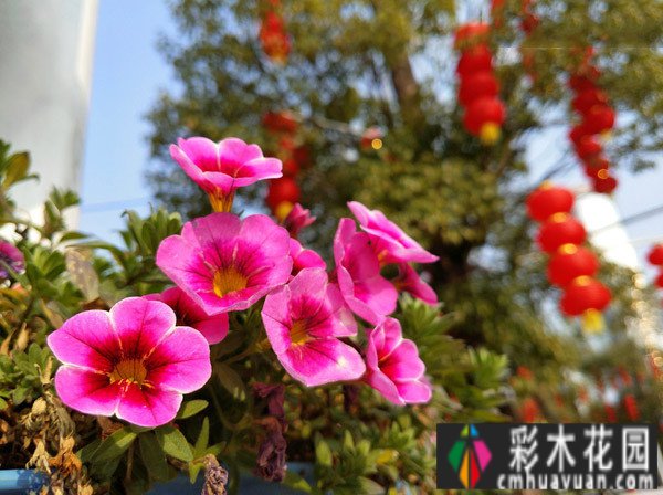 120m2实景设计 case！打造休闲、创意、实用花园，充满浪漫生活