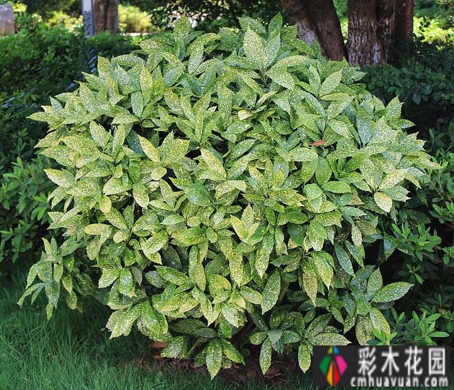 120m2实景设计 case！打造休闲、创意、实用花园，充满浪漫生活