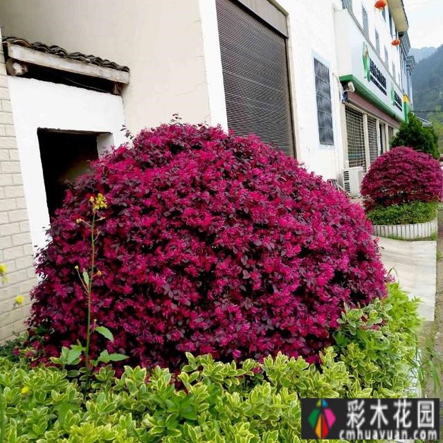 120m2实景设计 case！打造休闲、创意、实用花园，充满浪漫生活