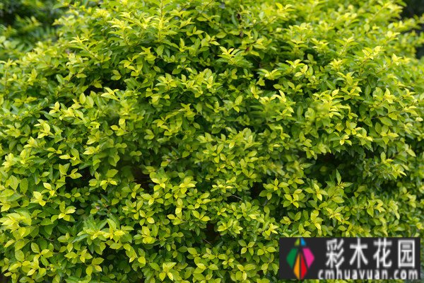 120m2实景设计 case！打造休闲、创意、实用花园，充满浪漫生活