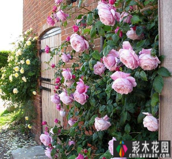 120m2实景设计 case！打造休闲、创意、实用花园，充满浪漫生活