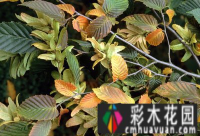 庭院 设计体验:哪些树种的季节很美？看完记得收藏这十种