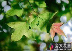 <b>庭院 设计体验:哪些树种的季节很美？看完记得收藏这十种</b>