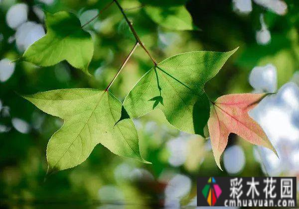 庭院 设计体验:哪些树种的季节很美？看完记得收藏这十种