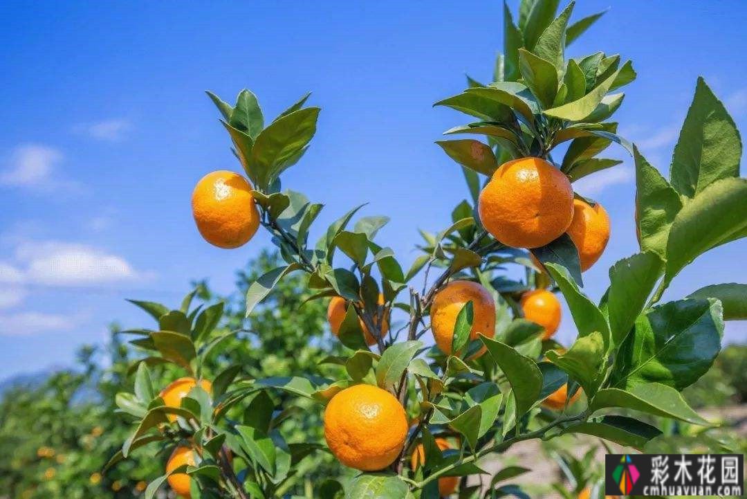 庭院 设计体验:哪些树种的季节很美？看完记得收藏这十种