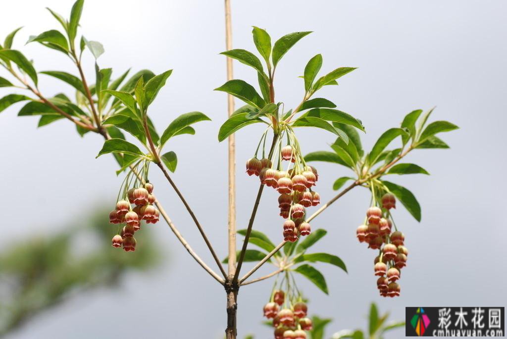 庭院 设计体验:哪些树种的季节很美？看完记得收藏这十种