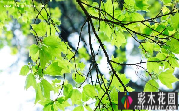 庭院 设计体验:哪些树种的季节很美？看完记得收藏这十种