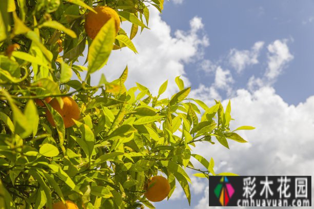 庭院 设计体验:哪些树种的季节很美？看完记得收藏这十种
