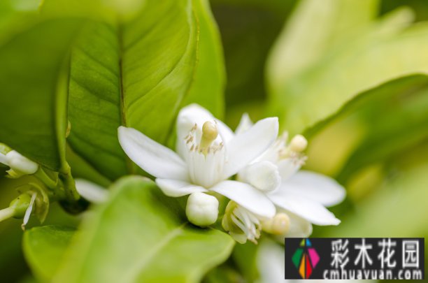 庭院 设计体验:哪些树种的季节很美？看完记得收藏这十种