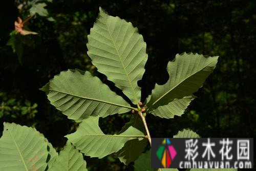 庭院 设计体验:哪些树种的季节很美？看完记得收藏这十种