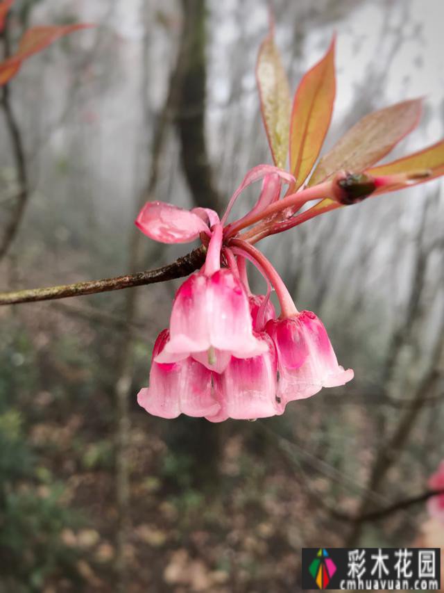 庭院 设计体验:哪些树种的季节很美？看完记得收藏这十种