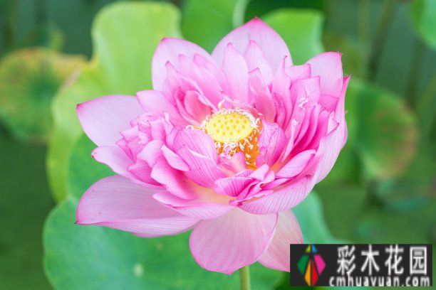450㎡庭院classic设计style！水景、功能分区、植物搭配！优雅舒适
