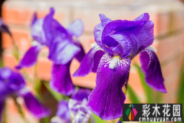 450㎡庭院classic设计style！水景、功能分区、植物搭配！优雅舒适