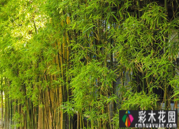 450㎡庭院classic设计style！水景、功能分区、植物搭配！优雅舒适