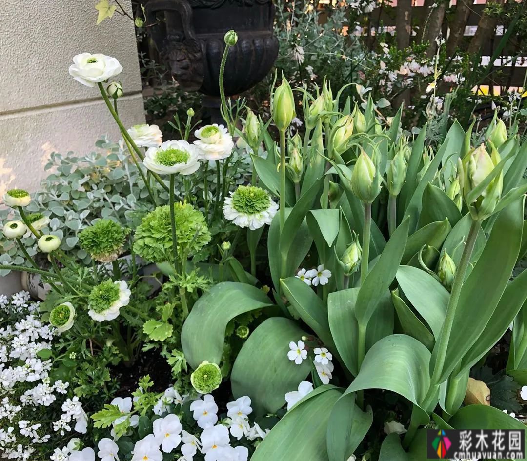 秋天种植球茎，春天开花