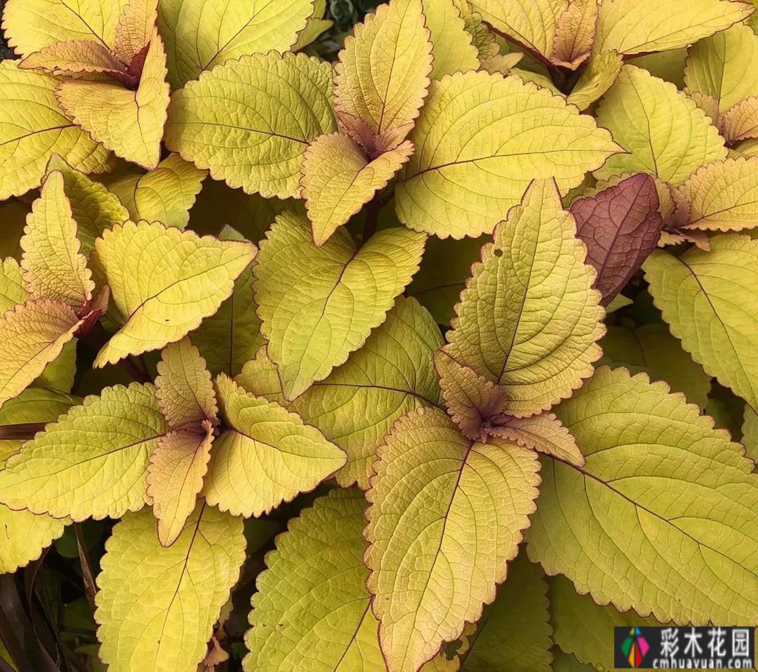 所谓秋花景，忍是辉煌一辈子，忍是怀念半生