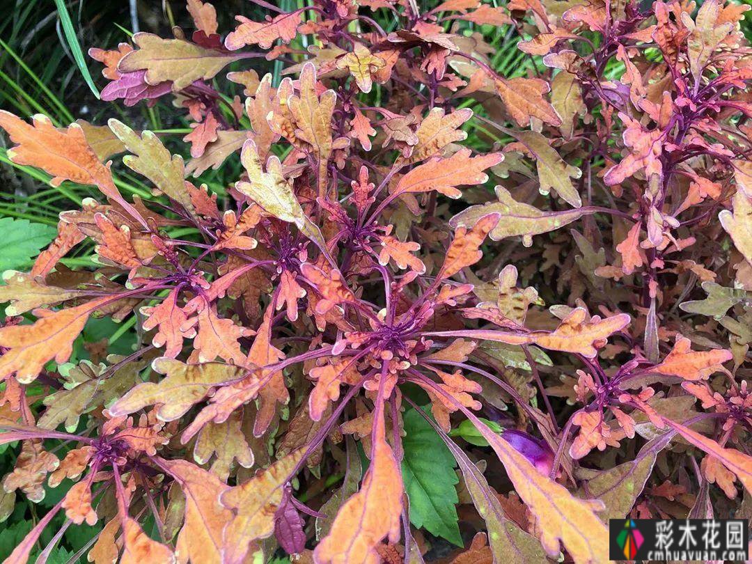 所谓秋花景，忍是辉煌一辈子，忍是怀念半生