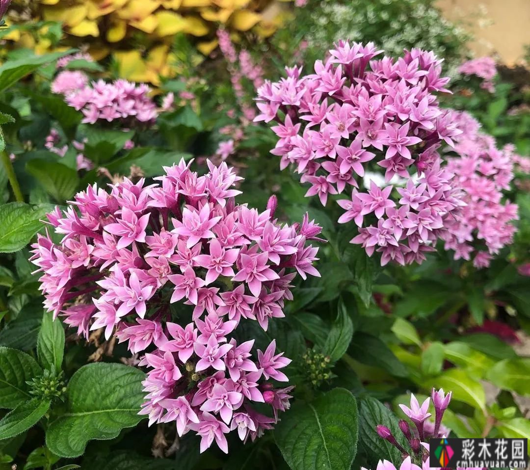 所谓秋花景，忍是辉煌一辈子，忍是怀念半生