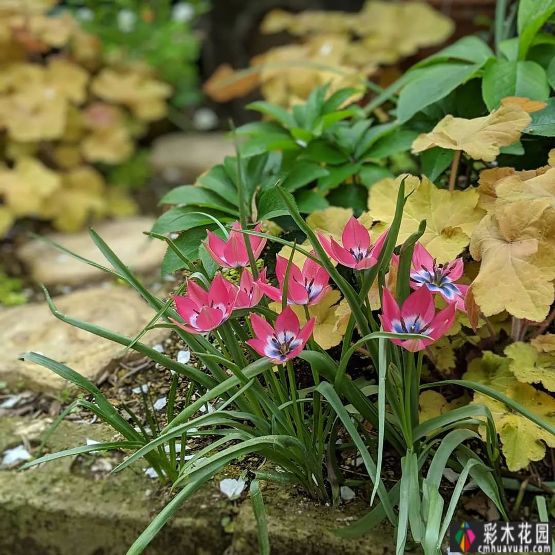 花园装饰草图，不败之美，让你的花园更迷人