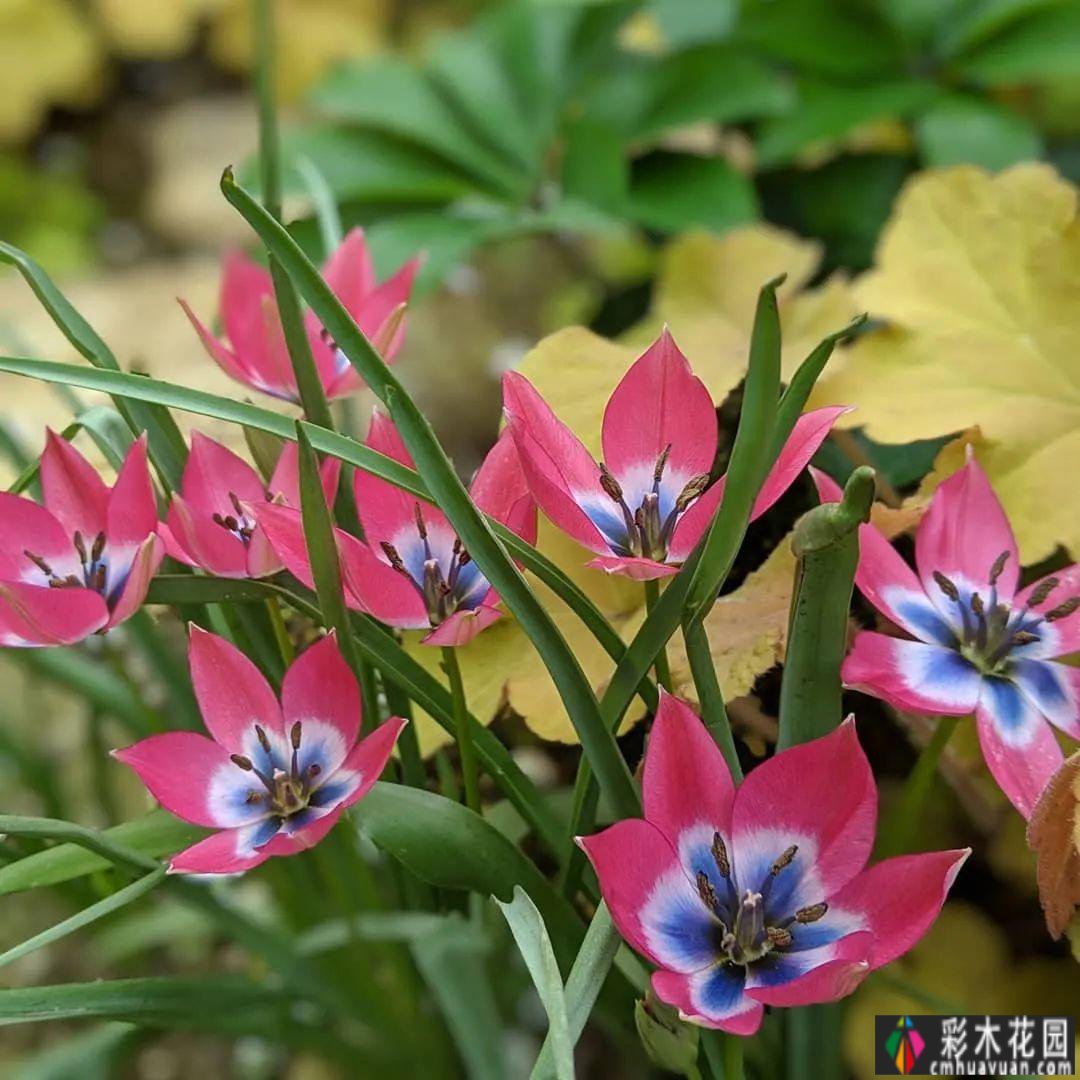 花园装饰草图，不败之美，让你的花园更迷人