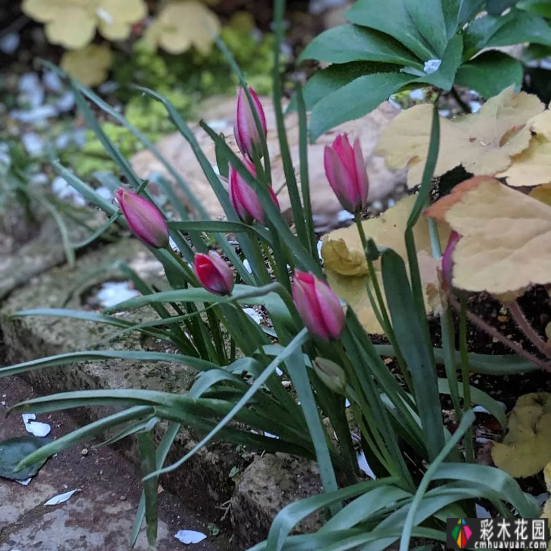 花园装饰草图，不败之美，让你的花园更迷人