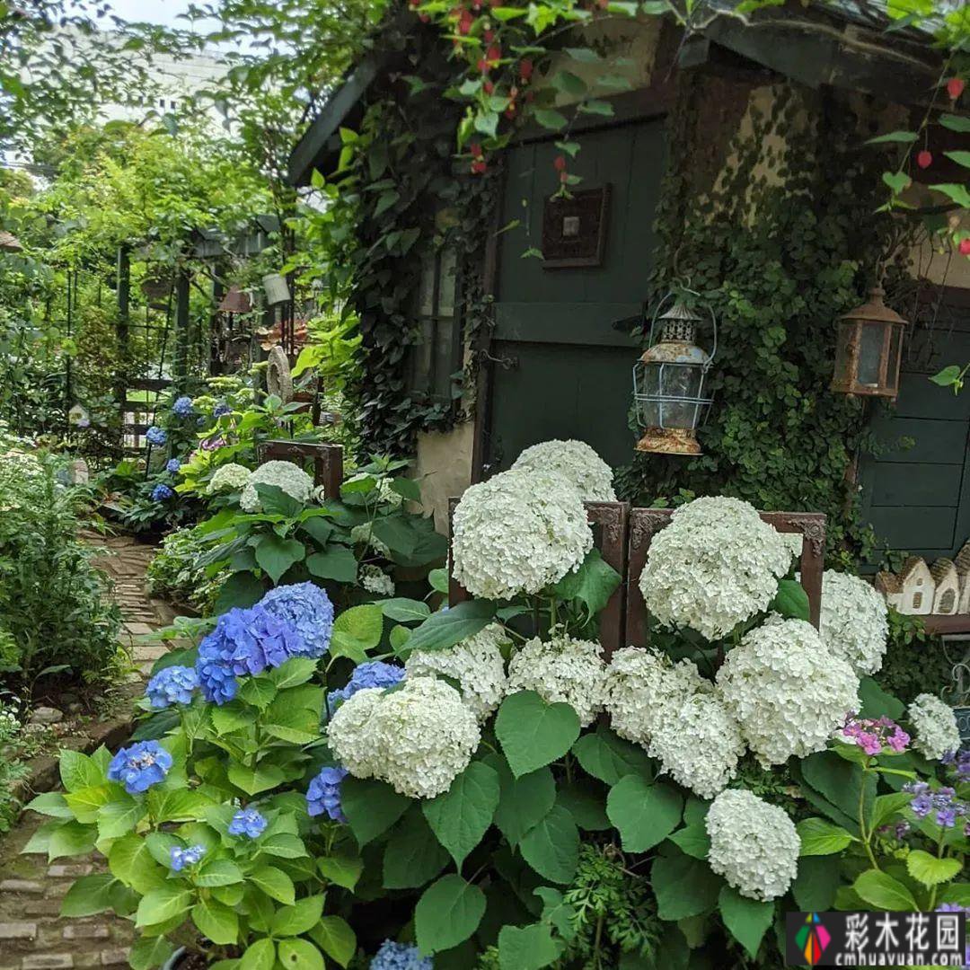 花园装饰草图，不败之美，让你的花园更迷人