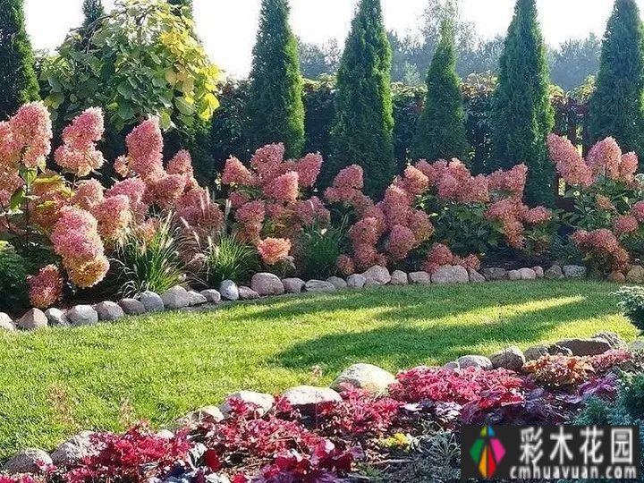 用藤本拓展花园空间，小庭院大转型