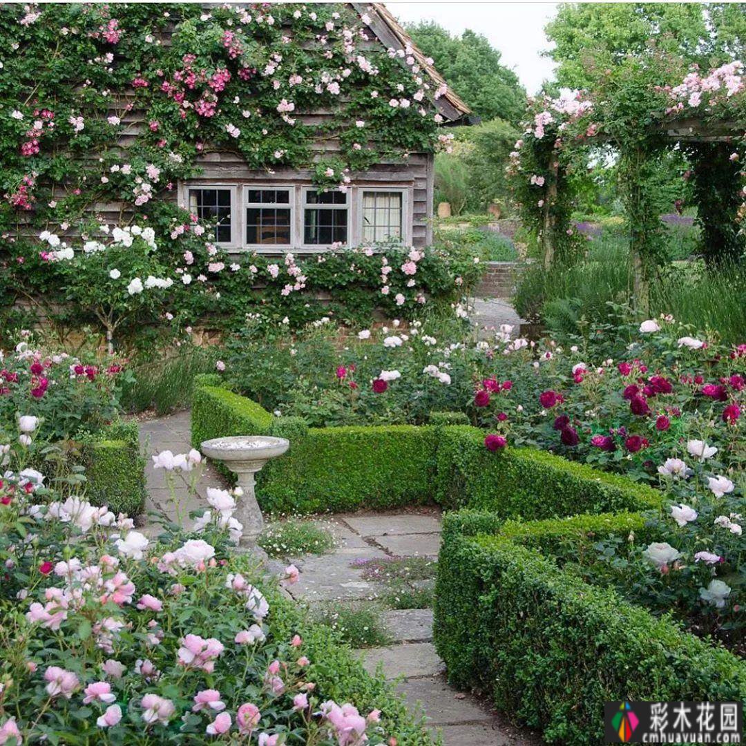 用藤本拓展花园空间，小庭院大转型
