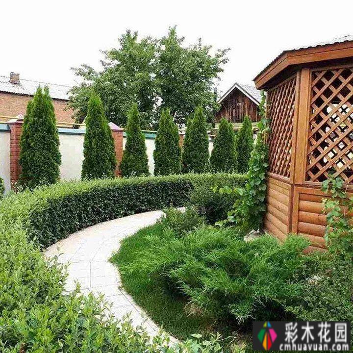 用藤本拓展花园空间，小庭院大转型