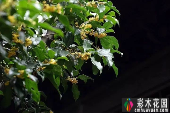 别墅庭院设计风水禁忌是迷信吗?绝对不会。看完这些你就明白了