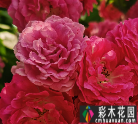 庭院设计