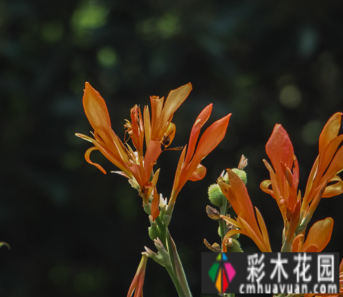 花园设计