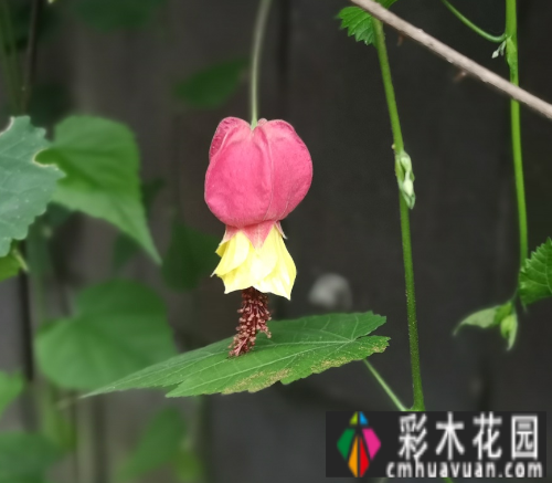 花园设计