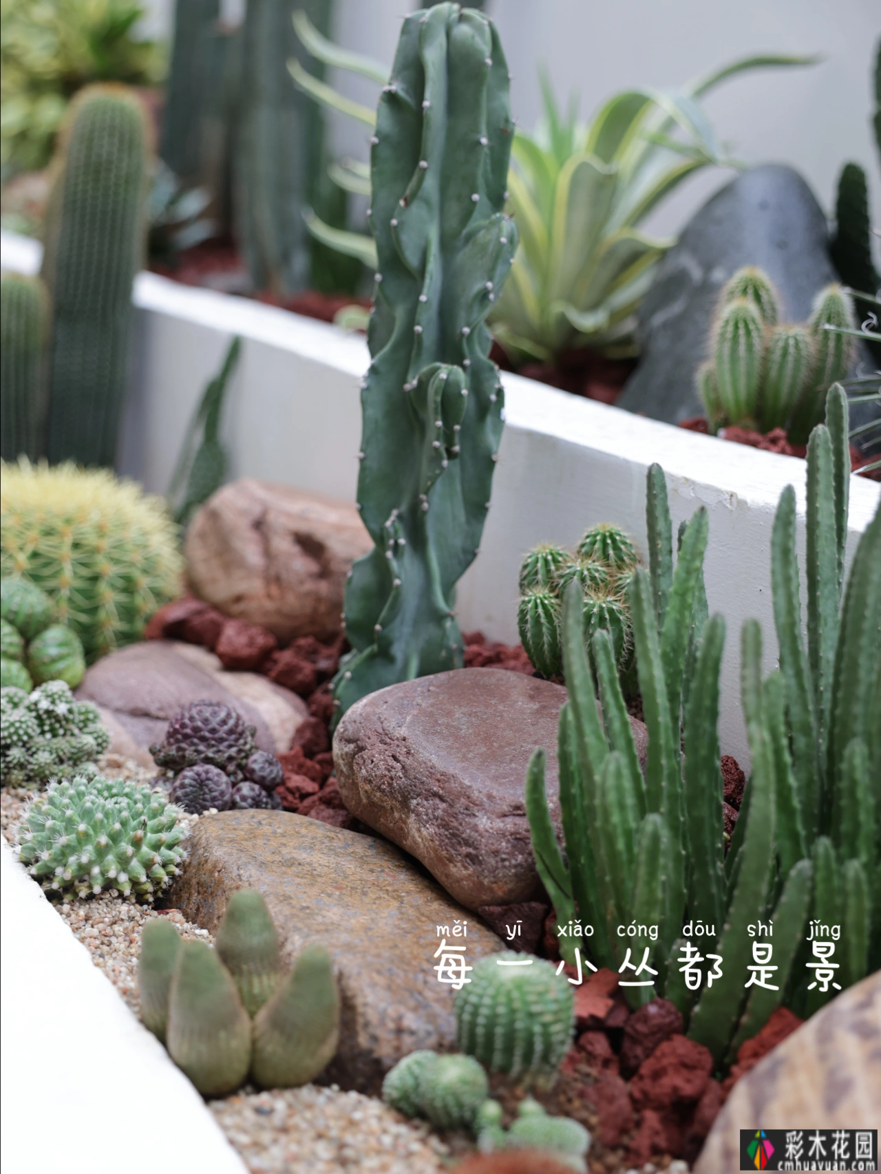 预算8万元,翻新170㎡别墅“懒人沙漠植物花园”太有创意了
