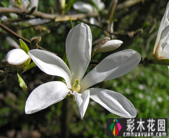 花园设计
