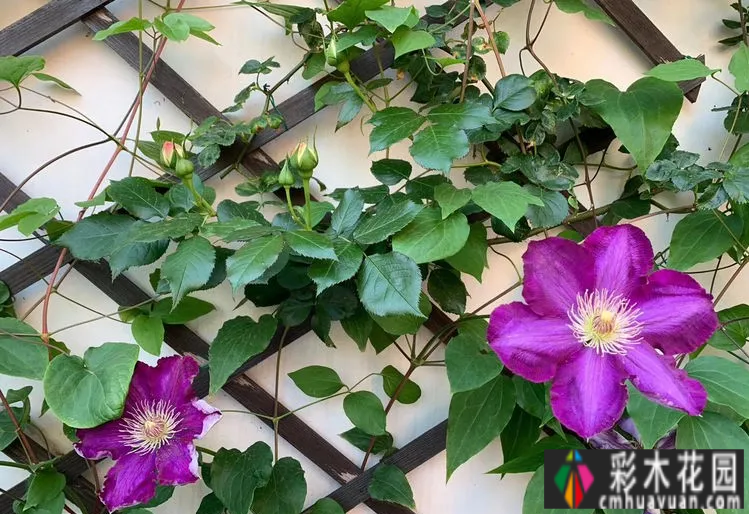 废弃四年的10㎡北露台改造成花园,成为全家人最喜欢的地方。