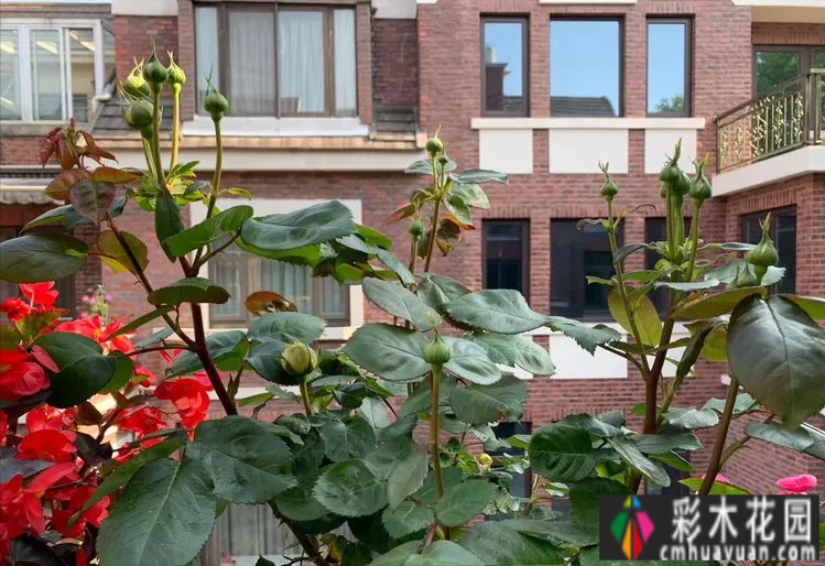 废弃四年的10㎡北露台改造成花园,成为全家人最喜欢的地方。