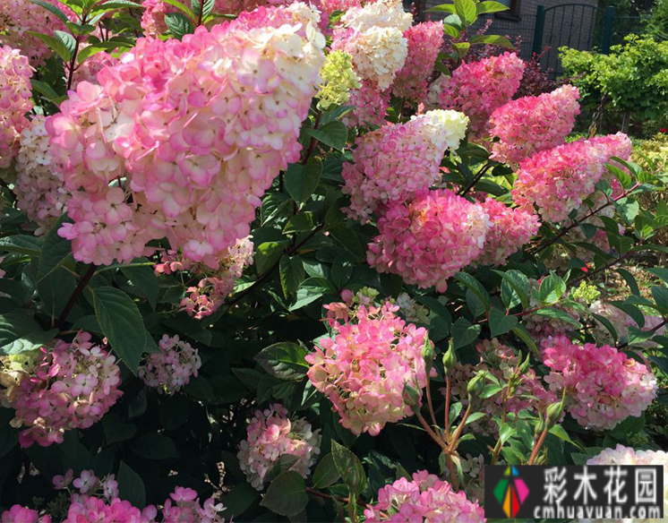 一年前买了一套一楼35㎡的小院房,装修成花园后不想出门。