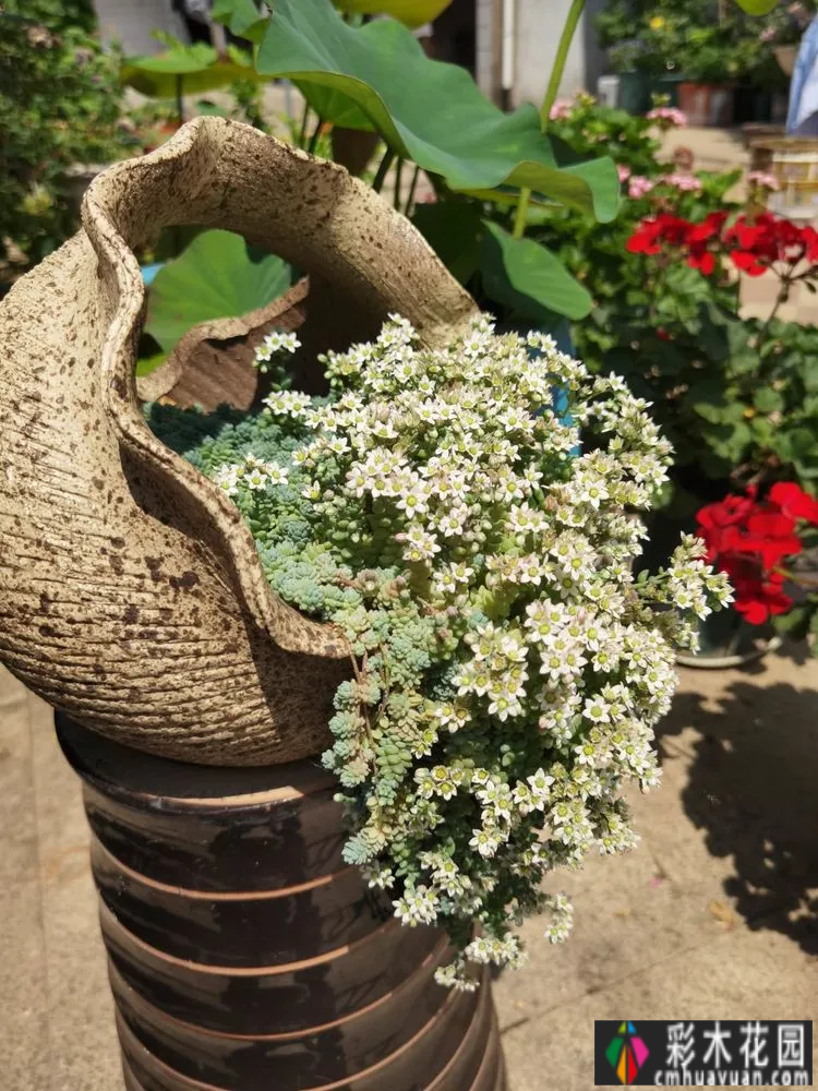 农村自建70㎡小院,DIY 花园,享受惬意田园生活。